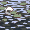 Large Water Lily - 
                        H: 7
                          
                        W: 9
                         - 
                        Water lily
                        