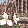 Trilliums - 
                        H: 5
                          
                        W: 4
                         - 
                        the first ones out. time to start hiking
                        